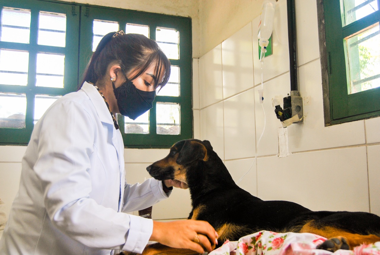 AME Animal realiza cerca de 2 mil castrações e 11 mil atendimentos no primeiro semestre de 2021