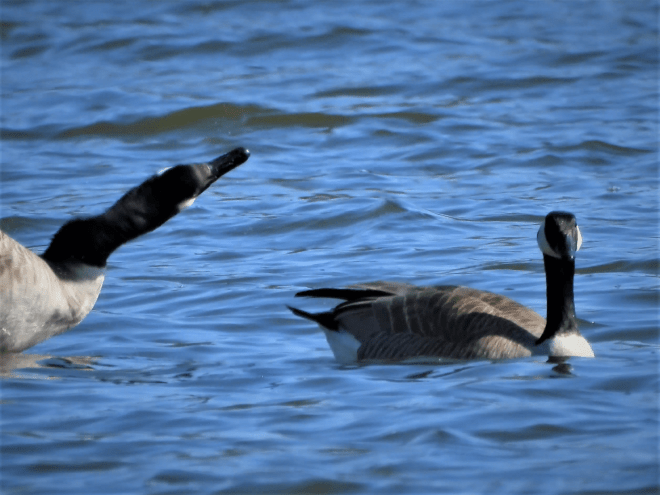 Male and female Canada geese