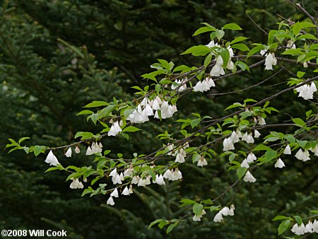 Two Winged Silverbell Halesia Diptera In Greensboro High Point Winston Salem Summerfield North Carolina Nc At New Garden Landscaping Nursery