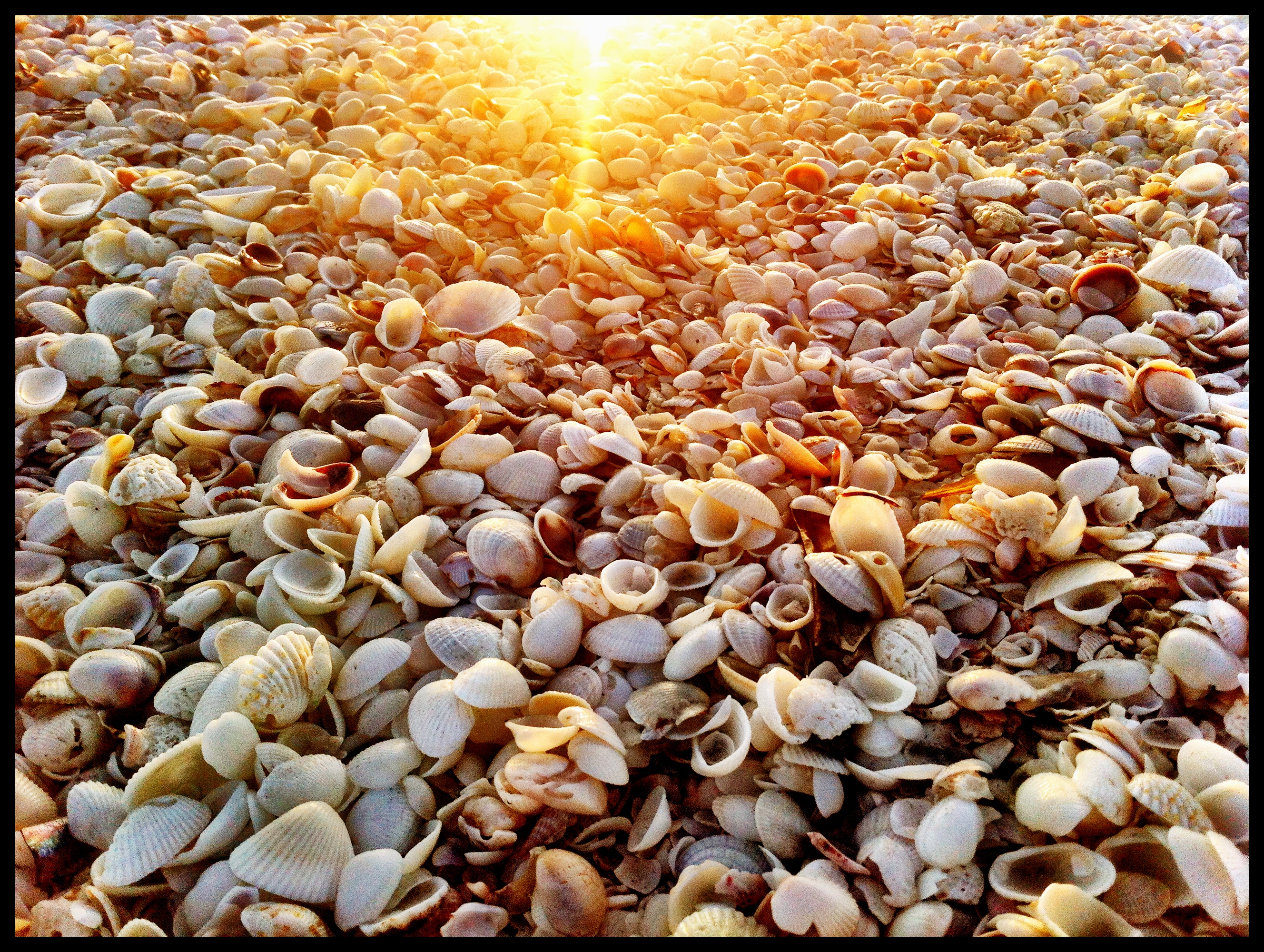 Additional details such as daylight duration is available. 40 Photos of Sanibel Island, Florida: Thousands of Exotic Shells Line the Beach : Places : BOOMSbeat