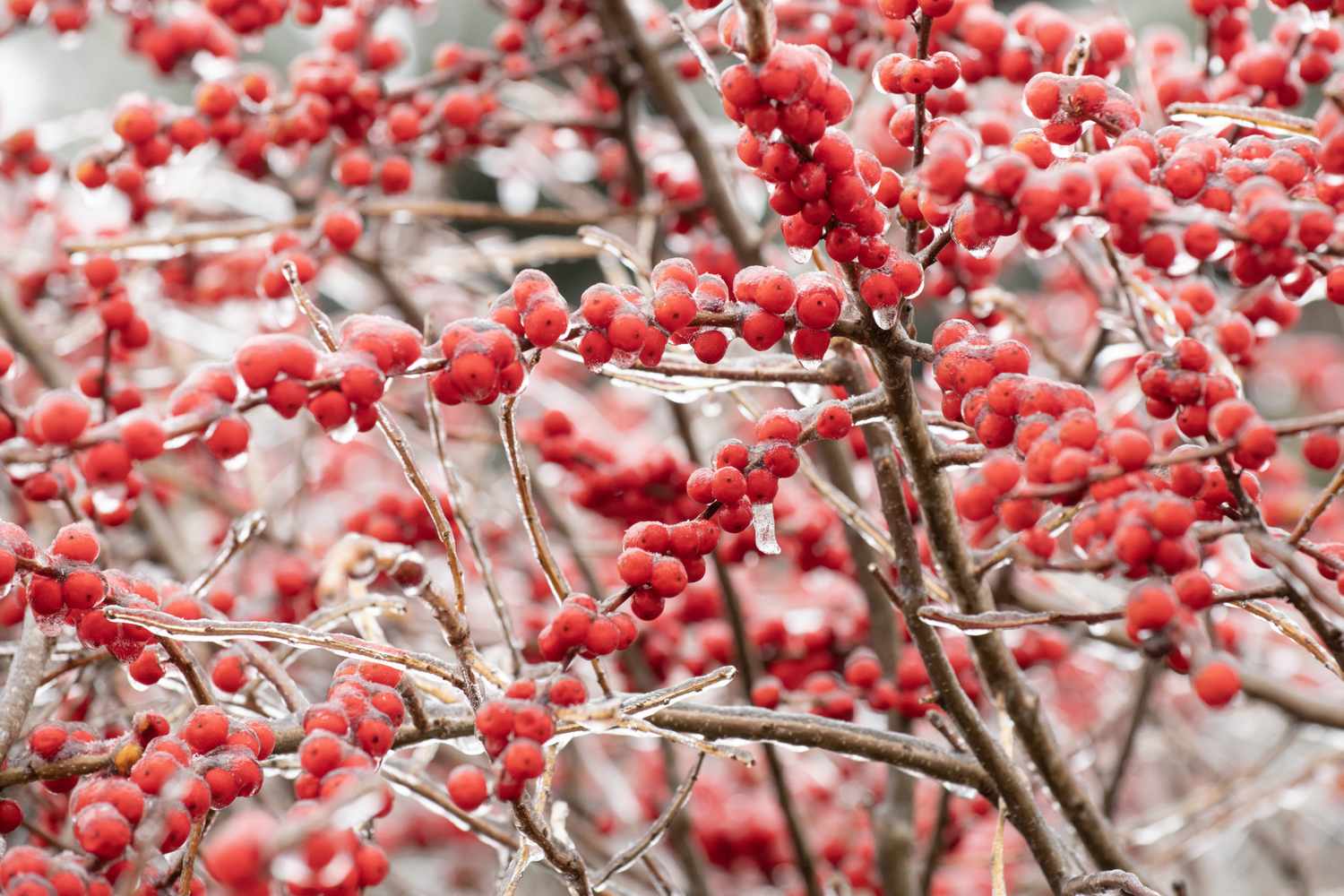 Winter Garden Wonders: Master Gardeners' Final Talk (2026)