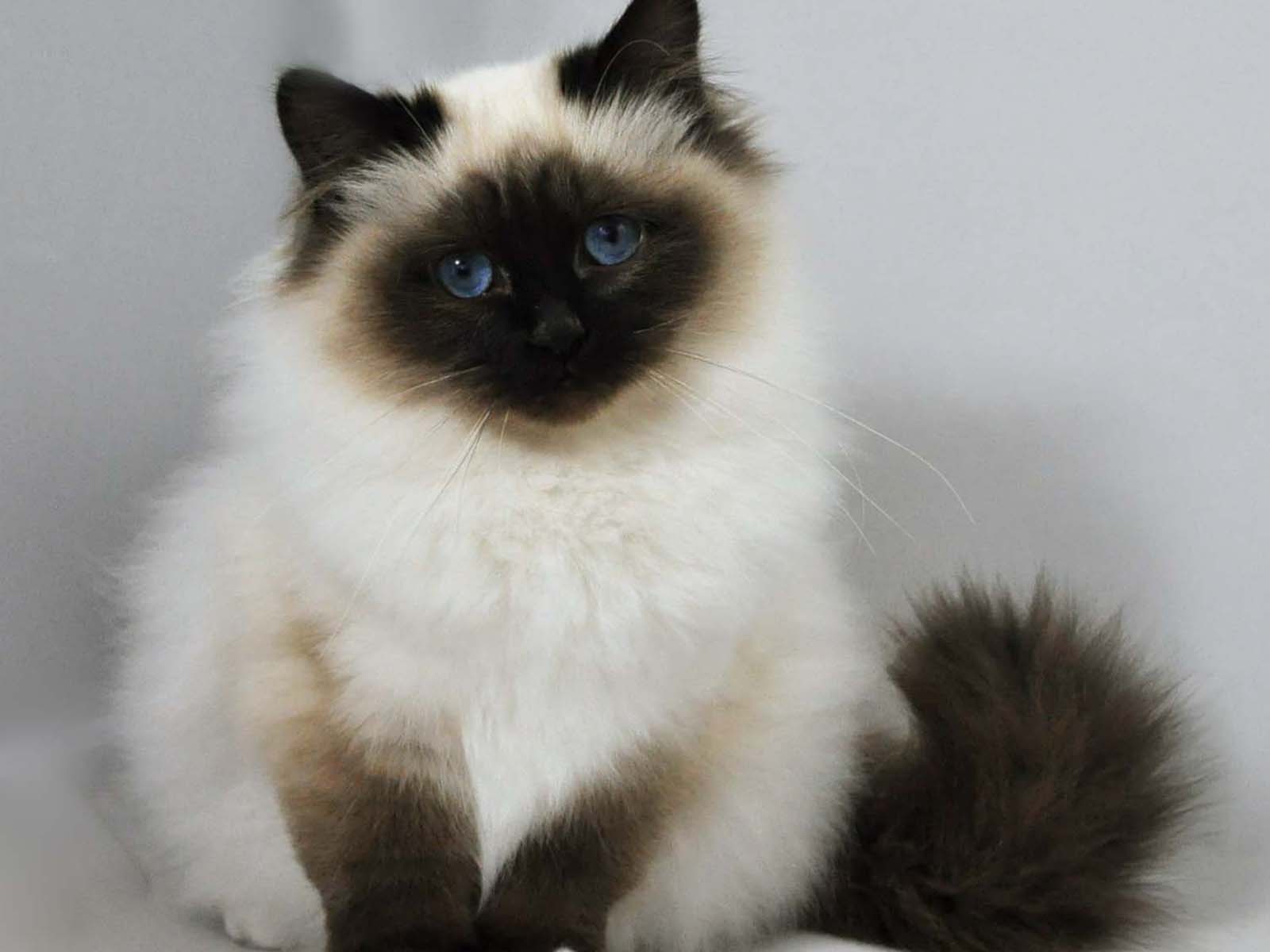 Birman cat info, history, personality, kittens, diet, picture