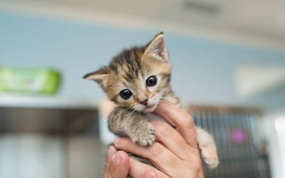 And they both very much feed and live off of each other. How To Take Care Of Abandoned Kittens First 4 Weeks Catpointers