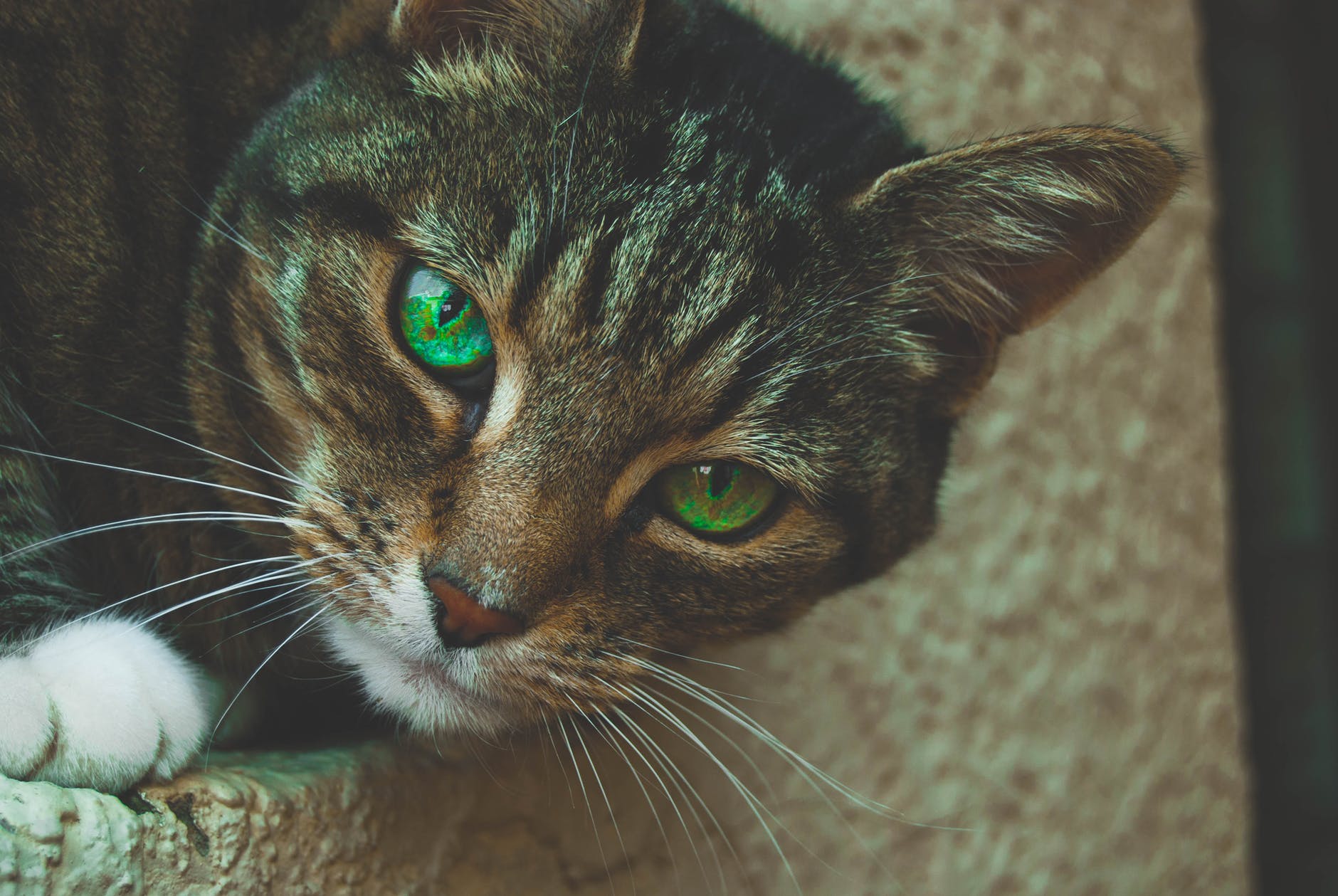 Calico cats with green eyes