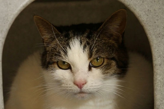 What Are Worms In Cats Our Guide Cats Protection