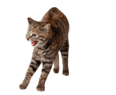Feline aggression