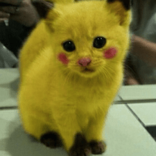 The 6 Costumes Acceptable For Dressing Up Cats Catster