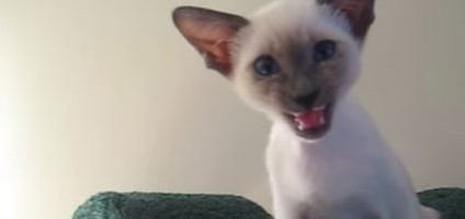 Videos We Love Cute Kittens Meowing Cutely Or Loudly Catster