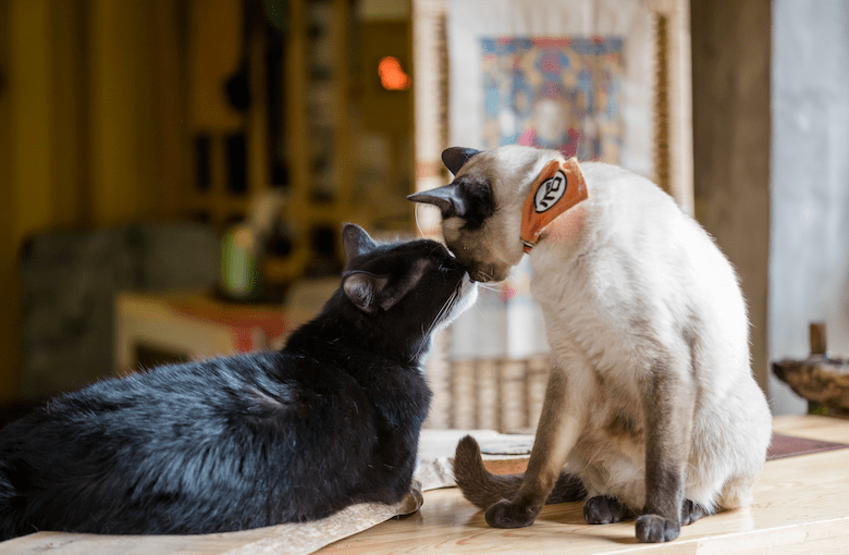 How to introduce your cat to a new cat