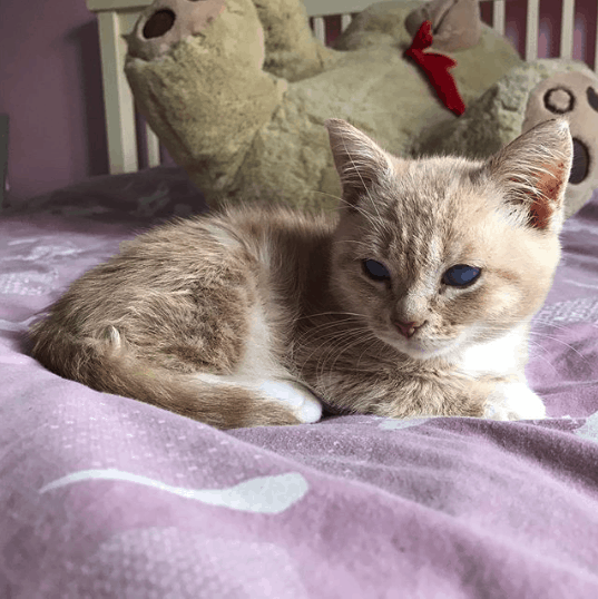 Meet munchie: an adorable ginger perma kitten