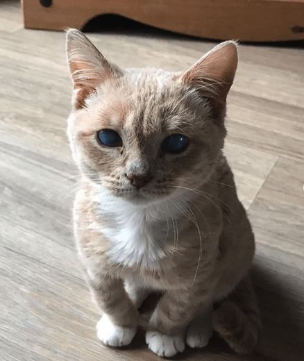 Meet munchie: an adorable ginger perma kitten