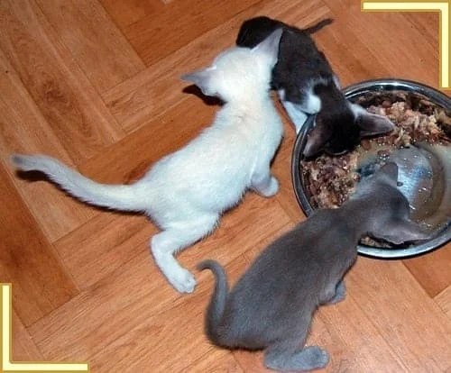 How To Wean Kittens Expert Tips And Advice Cattylicious Com