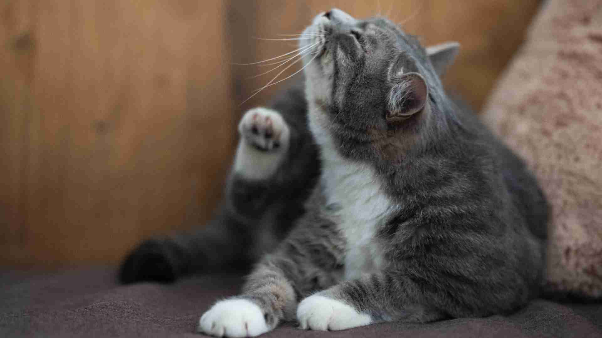 cat scratching