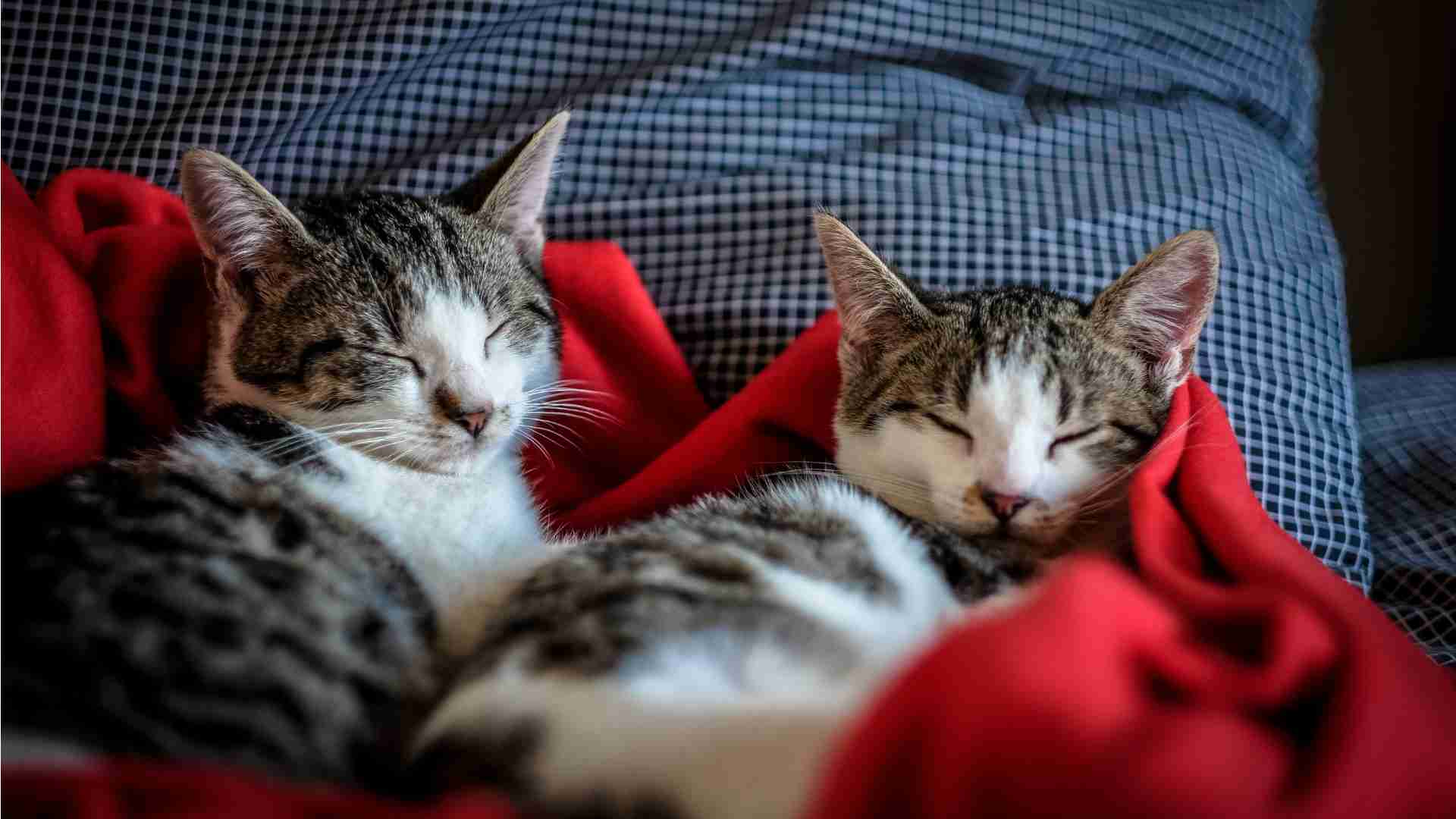 cats
