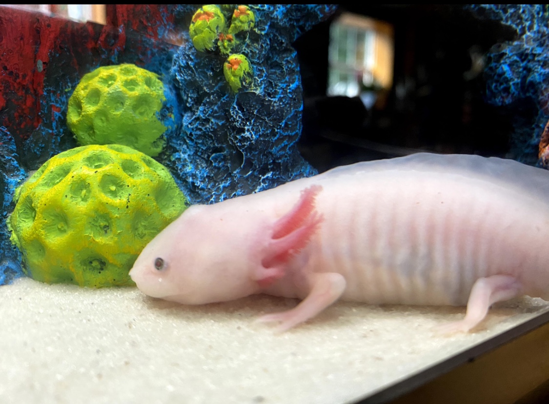 What Fish Can You Put With Axolotls Fish Fish Pet Animals Air leads to a distended abdomen and to floating upside-down.