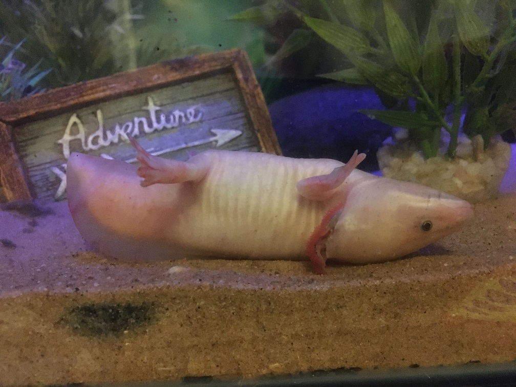 Help With Upside Down Axolotl Caudata Newts And Salamanders Portal You only need enough water to slightly cover your axolotls back and this should stop the floating.