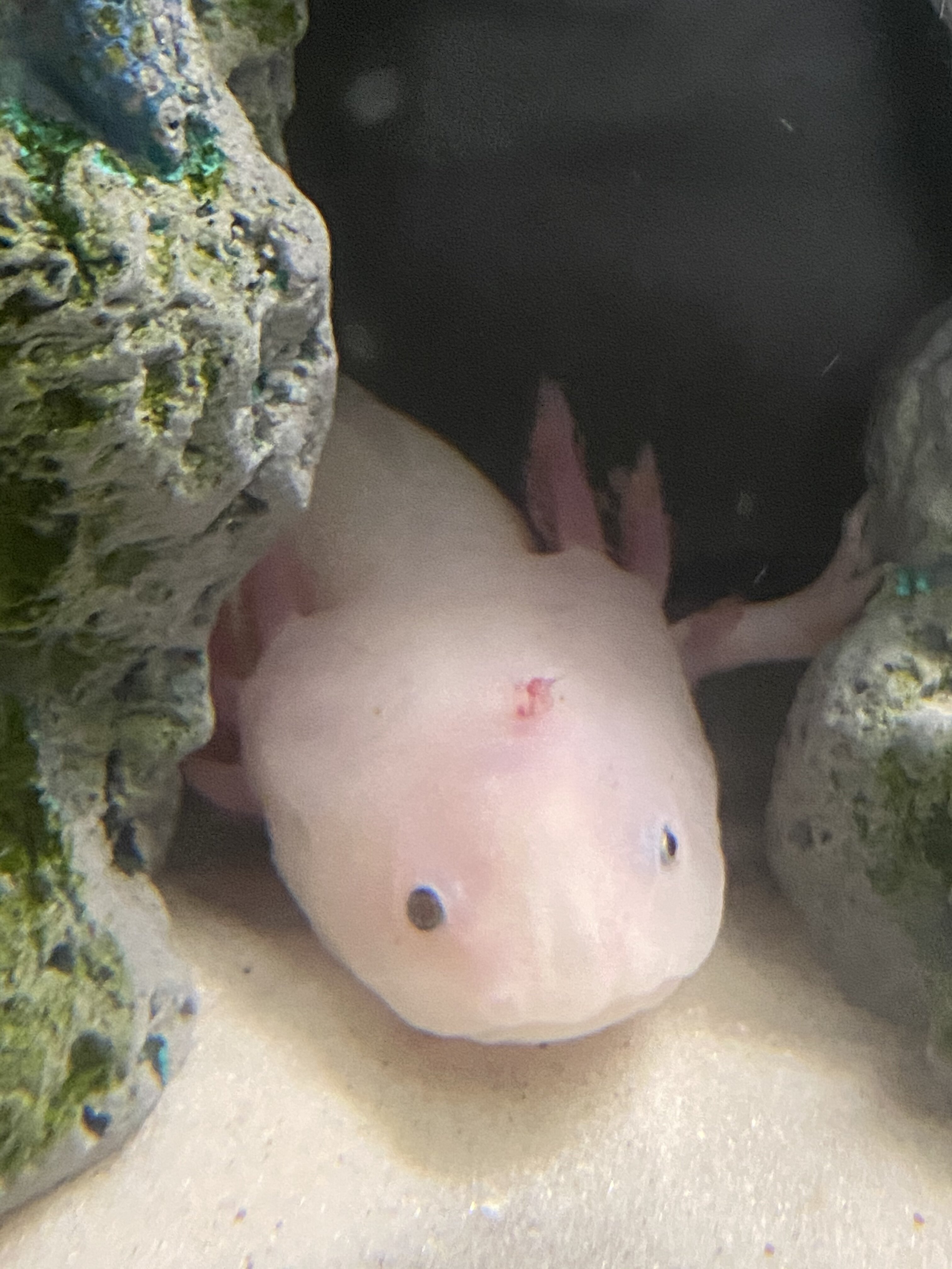  Deborah Staebler On Sunset Frowning Upside Down Axolotl 