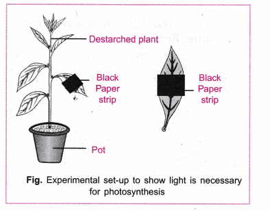 Shung Tak Catholic English College W Y Chan Experiments On Photosynthesis Destarching Starch Is A Detectable Product Of Photosynthesis Presence Ppt Download How do you Destarch a leaf.