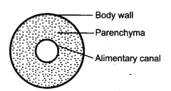 NEET Biology Mock Test 2 6