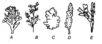 NEET Biology Mock Test 2 9