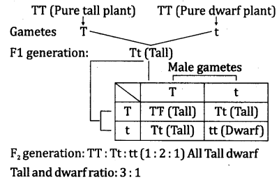 NCERT Solutions for Class 10 Science Chapter 9 Heredity and Evolution 1