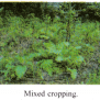 Cropping Patterns - Mixed Cropping, Intercropping, Crop Rotation - CBSE ...