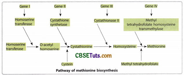 Concept of Gene - Characteristics, Structure and Properties of Gene 11