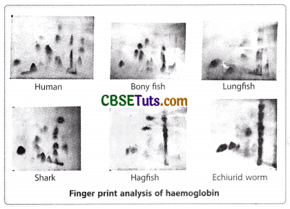 Concept of Gene - Characteristics, Structure and Properties of Gene 13