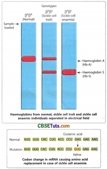 Concept of Gene - Characteristics, Structure and Properties of Gene 14