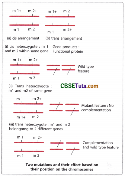 Concept of Gene - Characteristics, Structure and Properties of Gene 16
