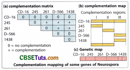 Concept of Gene - Characteristics, Structure and Properties of Gene 17