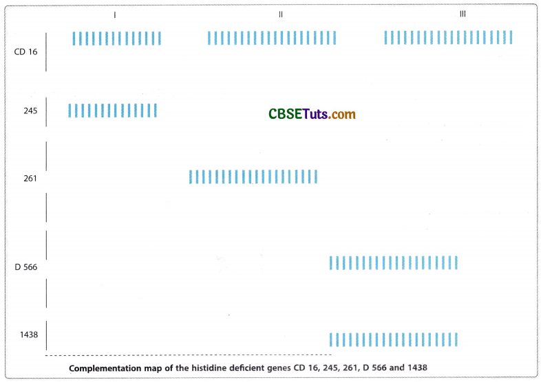 Concept of Gene - Characteristics, Structure and Properties of Gene 18