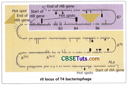 Concept of Gene - Characteristics, Structure and Properties of Gene 19