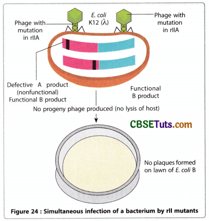 Concept of Gene - Characteristics, Structure and Properties of Gene 19