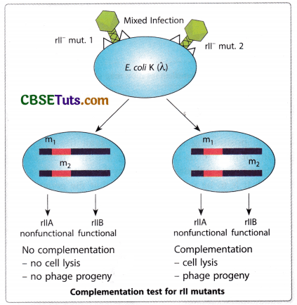 Concept of Gene - Characteristics, Structure and Properties of Gene 21