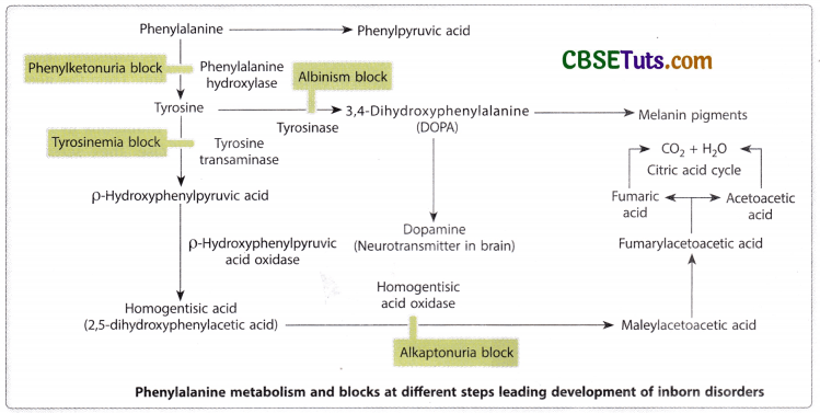 Concept of Gene - Characteristics, Structure and Properties of Gene 3