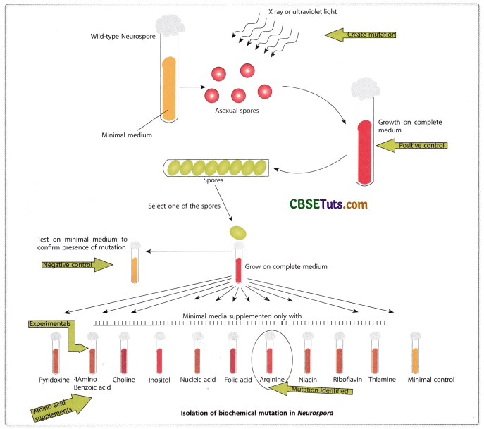Concept of Gene - Characteristics, Structure and Properties of Gene 5