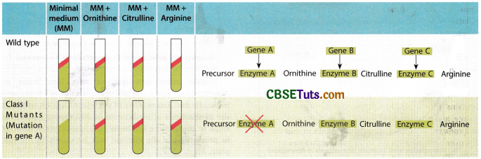 Concept of Gene - Characteristics, Structure and Properties of Gene 6