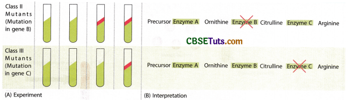 Concept of Gene - Characteristics, Structure and Properties of Gene 7