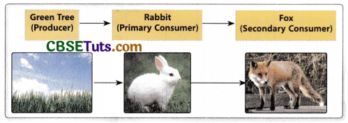 Importance and Differences Biology Diagrams