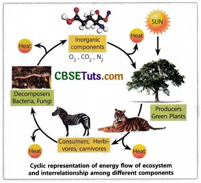 Understanding Ecosystem Components Types Structure And Course Hero - Premium Nature Illustration Gallery - Mobile