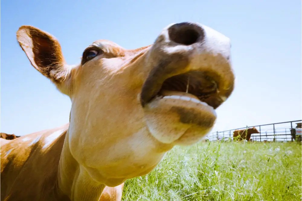 Cows teeth: how many teeth do cows have?