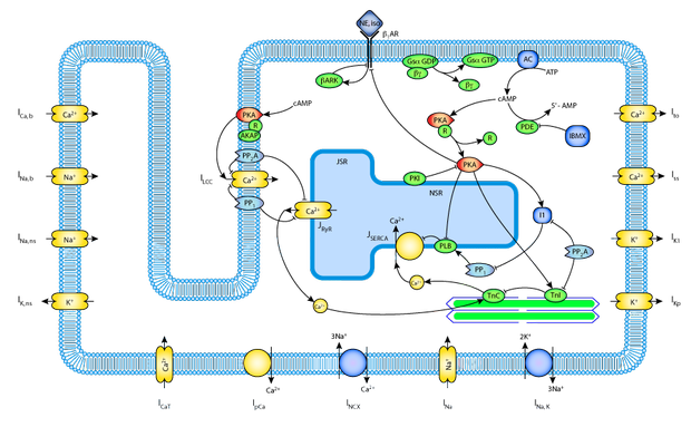 Translating A Mathematical Model Into Cellml Cellml - Classic Ocean Wallpaper - HD