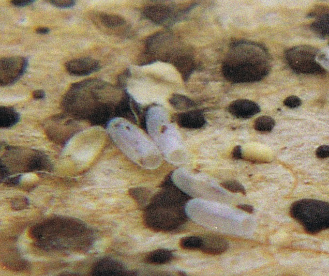 Even so, across age groups, many americans struggle to get their recommended amount of. Bed Bug Exterminators | Kill Bed Bugs | Use Heat Kill Bed Bugs