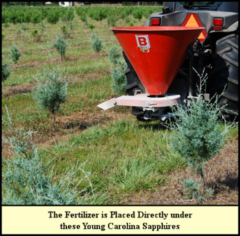 People have an innate curiosity about the natural world around them, and identifying a tree by its leaves can satisfy that curiosity. Fertilizing Christmas Trees At Shady Pond Tree Farm