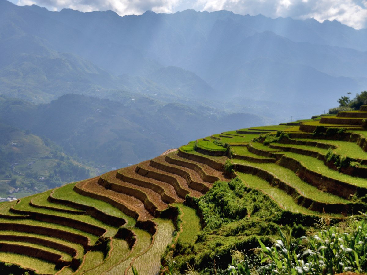 Looking down into a beautiful valley on a sunny day when going 2 days and 1 night Trekking in Sapa. View across a spectacular green and brown coloured terraced rice field with mountains in the distance.