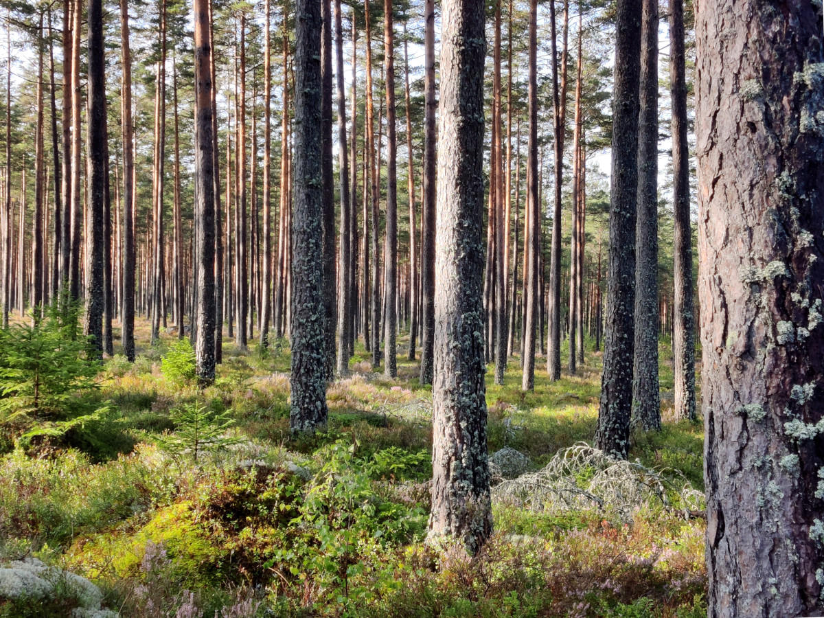 Looking into a lush thick healthy forest. There are lots of tree trunks, some with lichen on them, and lots of moss on the ground. The sunlight is shining through the trees. It's an idyllic setting for trying forest bathing