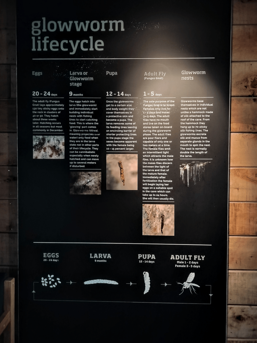 A notice board informing readers of the lifecycle of a glowworm