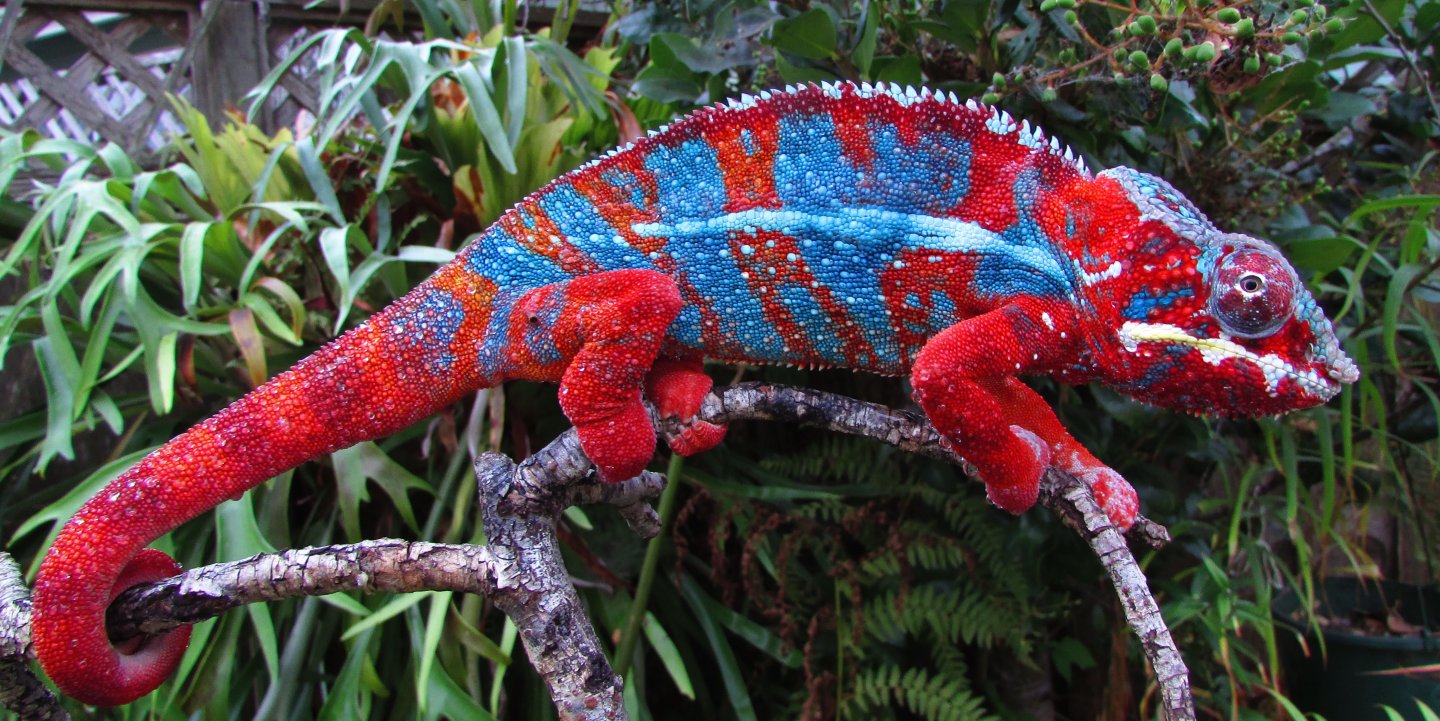 You can find the very small pygmy. Faded Colors On Panther Chameleon Chameleon Forums