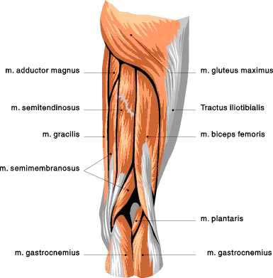 Detailed anterior, lateral and posterior views.men sports fitness training. Muscle Diagram - Skeletal Muscles | Changing Shape